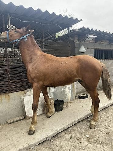 лошат обмен: Продаю | Жеребец | Рабочий — 3