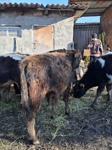 сколько стоит порода собаки доберман: Продаю | Музоо, торпок | На откорм — 6