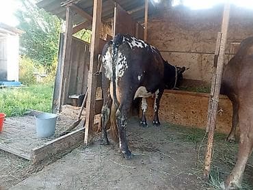 ат сатлат: Продаю | Корова (самка) | Для молока | Привязанные — 1