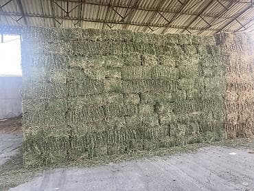 продаётся овес: Люцерна (кормовая трава) — скошенная и высушенная для заготовки — 6