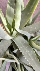 растения для аквариума: Алоэ вера . 7 лет в горшке более 10 штук 1500 сом Папоротник 500 сом — 2