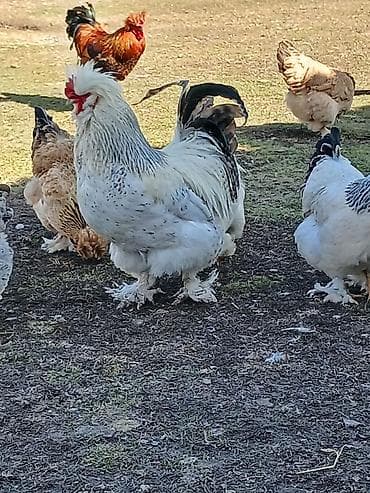 Продаю петухов 3 шт Крупные вольные Большой белый 2,6 года. 1500сом at lalafo.kg Продаю петухов 3 шт Крупные вольные Большой белый 2,6 года. 1500сом