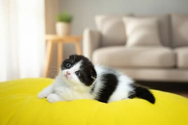 домик туалет для кошек: Скотиш Фолд (Шотландская вислоухая), 2 месяца, Девочка, Биколор, Приучена к лотку, Проглистована — 1