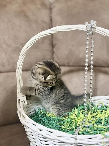 кошка в бишкеке: Скотиш Фолд (Шотландская вислоухая), 1 месяц, Девочка, Приучена к лотку — 3