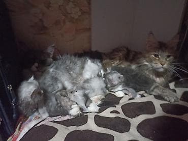 жалал абад кошка: Ставятся на бронь котятамейн-кун Описание: - Крупные мейн-куны — 1