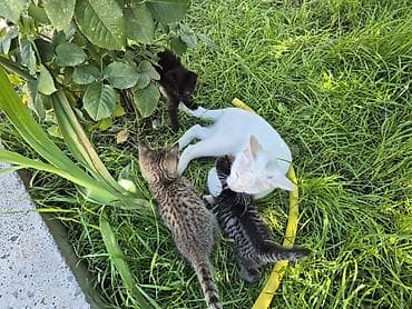 кошка веслоухий: Котята домашние, помёт от одной кошки. На выбор окрасы: - тигровые — 4
