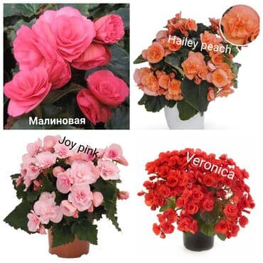 Детки бегоний элатиор по 150 с возможна отправка по регионам с