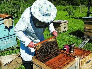 семис бука: Продаю пчел вместе с уликами (рутовская система) - 3-х корпусные — 2