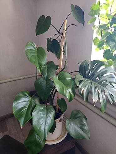 монстеры: Монстера деликатесная (Monstera deliciosa) в горшке - Крупное — 3