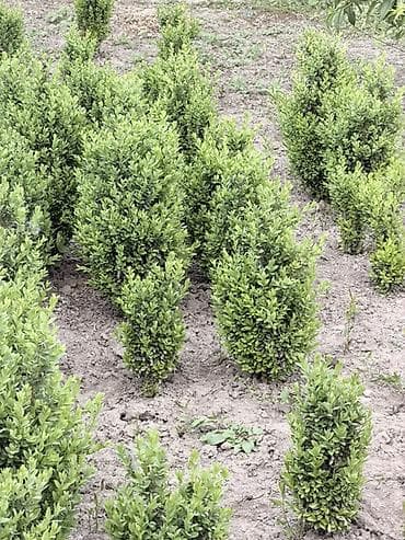 Самшит (Buxus sempervirens) – декоративные вечнозелёные кусты для