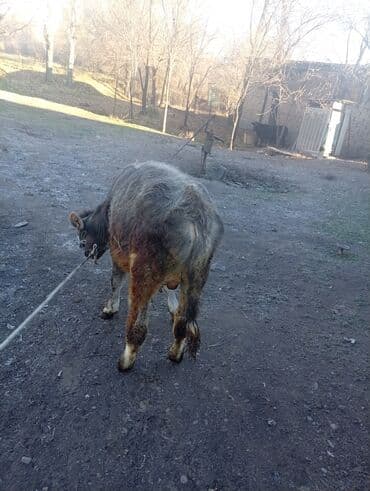 дойних коров: Продаю | Тёлка | Для разведения | Нетель — 3