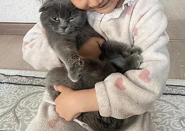 коты г ош: Шотландская вислоухая кошка (Scottish Fold) - Окрас: сплошной серый — 3