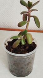 растения для аквариума: Древовидный алоэ лечебное, 3 года - 200 сом. Тигровый Алоэ, не — 12