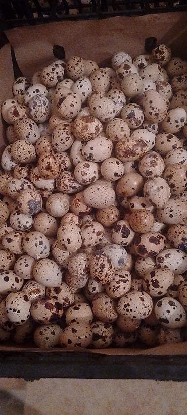 Инкубационные яйца перепелов Техас утяжеленный вес тушки в 45дней