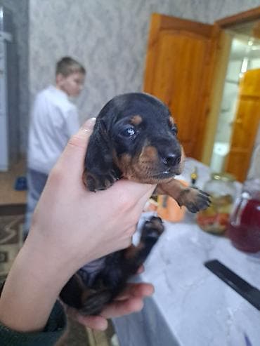 собаки таксы: Щенки таксы ищут любящих хозяев, гладкошерстные, окрас черно-подпалый — 4