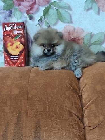 померанский шпиц бу цена: Шпиц, 2 месяца, Самка, С прививкой — 3