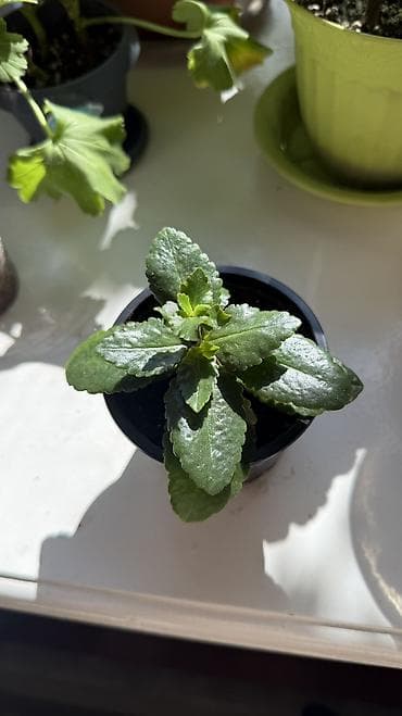 Бөлмө өсүмдүктөрү: Продаем саженцы (БЕЛОГО, КРАСНОГО, ОРАНЖЕВОГО, ЖЕЛТОГО, РОЗОВОГО) — 6