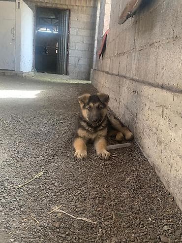 собака корги купить: Щенок немецкой овчарки - Порода: немецкая овчарка, классический окрас — 1