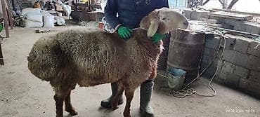 турецкий кангал цена: Продаю | Баран (самец) | Арашан | Для разведения | Племенные — 2