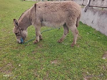 ат бишкек: Осёл (домашний), серо-бурый, пушистый, компактного роста. Основные — 3