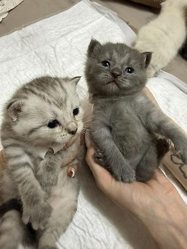 котята фолд: Шотландские котята (страйт и фолд), помёт разноколёрный: - Окрас — 8