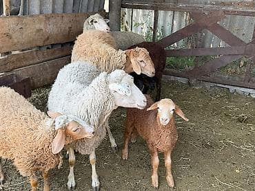 регдолл кошка: Продаю бара — 3