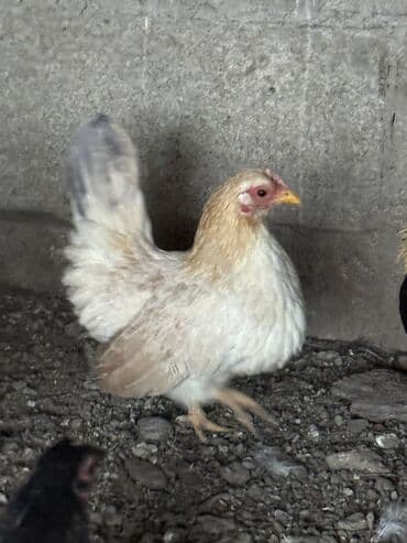 клетки для кур несушек бу цена: На продажу Шабо — 2