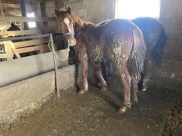 Аквариумдар: Сатам | Тай | Көбөйтүү үчүн — 2