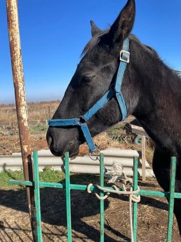 домик для кошки на улицу: Продаю | Жеребенок | Рабочий — 2