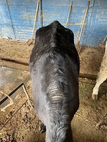 корова алатау: Продаю | Корова (самка) | На забой, На откорм — 7