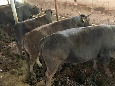 уй музо: Продаю | Бык (самец) | На откорм — 2