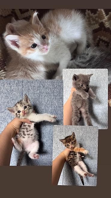 кошка домашный: Отдам даром Котята домашние, помёт разного окраса: Особенности: - — 1