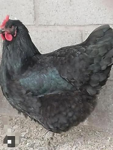 сколько стоит цыпленок индюка: Принимаем заказы на инкубационных яйц. Порода адлер, мастер грей — 3