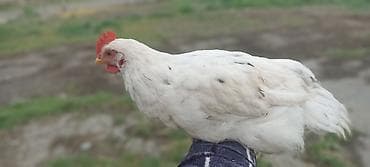 С/х животные и товары: Продаю | Цыплята | Для разведения — 7