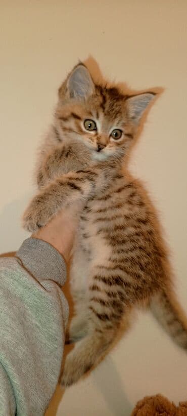 французский булдог: Пушистый котёнок с необычной «диким» окрасом табби (тёплый — 1