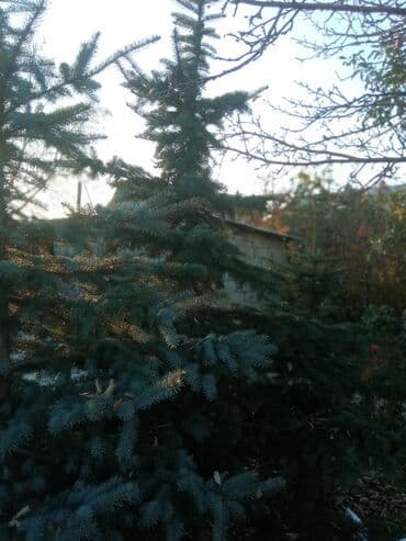 сколько стоит большой аквариум: Декоративдик дарактар — 2