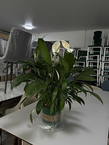 комнатная пальма: Комнатные растения в горшках – готовые композиции для дома и офиса — 7