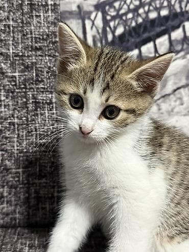 Кошки: 1.5 месяца, девочка котёнок домашний, короткошёрстный. Описание: - — 2