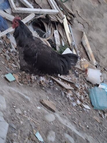 номер приюта для животных бишкек: Продаю | Куры | Домашняя | Для разведения — 1