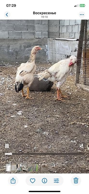 Продаю | Петух | Бойцовая | Для разведения — 2