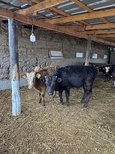 Ветеринар кызматы: Сатам | Бука (эркек) | Аргын, Симментал, Айршир | Көбөйтүү үчүн | Байланган — 7