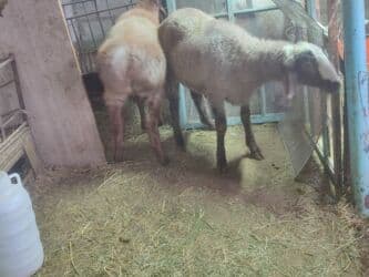 сколько стоит лабрадор ретривер: Продаю | Баран (самец) | На забой — 8