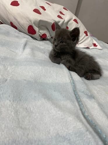 британская кошка золотая шиншилла: Очаровательный серый котёнок с бархатной шерсткой и янтарными — 1