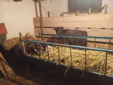 продаю кролики: Продаю | Овца (самка) | На забой | Ярка — 2