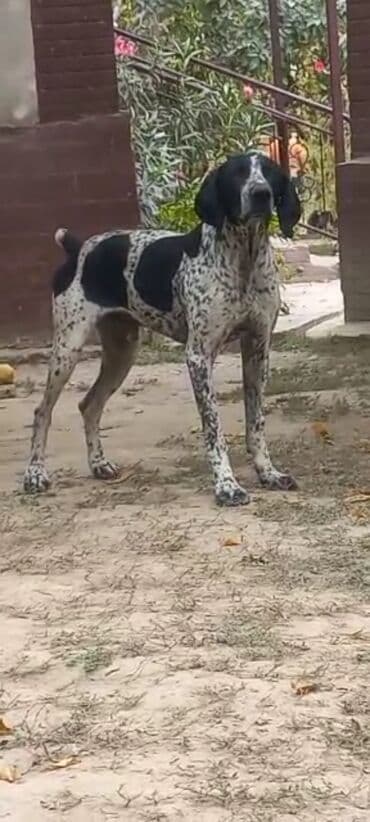 Вязка собак: Курцхаар, 1 год, Самец, С прививкой — 1