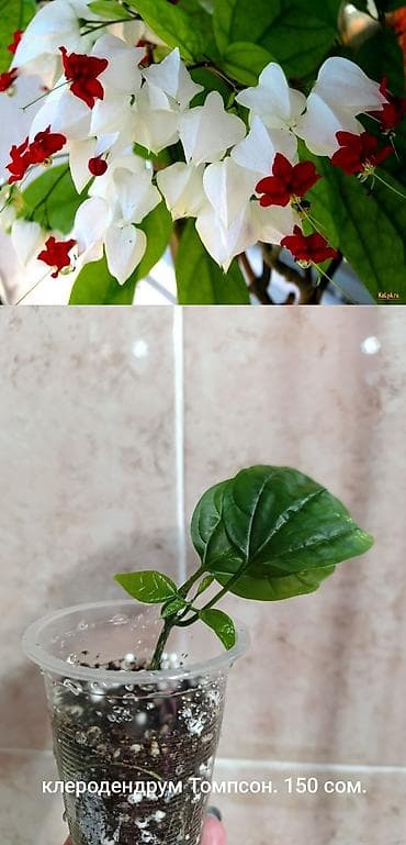 продажа теплицы: Рассада комнатных растений в стаканчиках: - Монстера Адансона — — 3