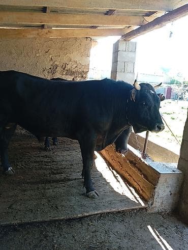 прост ат: Продаю | Бык (самец) | На откорм | Привязанные — 4