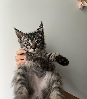приму в дар котенка: 2 месяца, Девочка, Приучена к лотку, Проглистована — 4