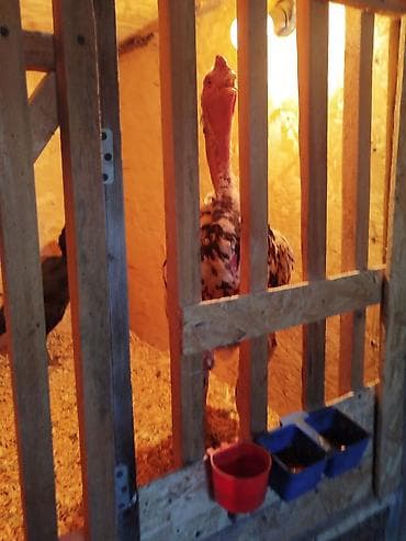 яйцо биг 6 купить: Дакан чон короз сатылат активный алмашу жолдору бар жемге жугоруго — 3