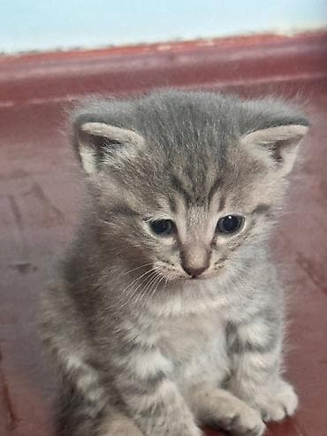 black cat: Котята серого окраса Описание: - Очаровательные котята с мягкой — 3